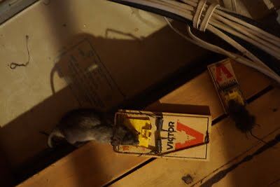 rodent trapping