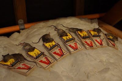 rodent trapping